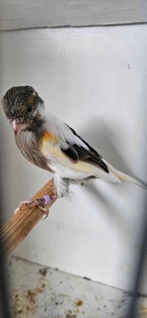 koppel Kanaries te koop, Dieren en Toebehoren, Vogels | Kanaries