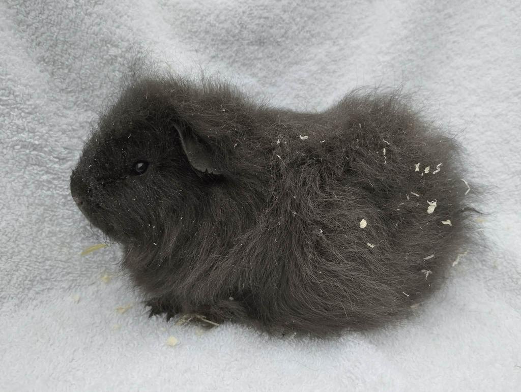 CH teddy, Mâle, Domestique, Novembre, Cobaye