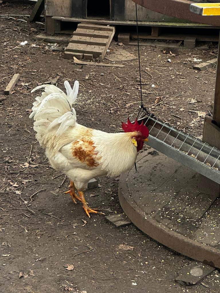 Groenlegger haan, Dieren en Toebehoren, Pluimvee, Kip