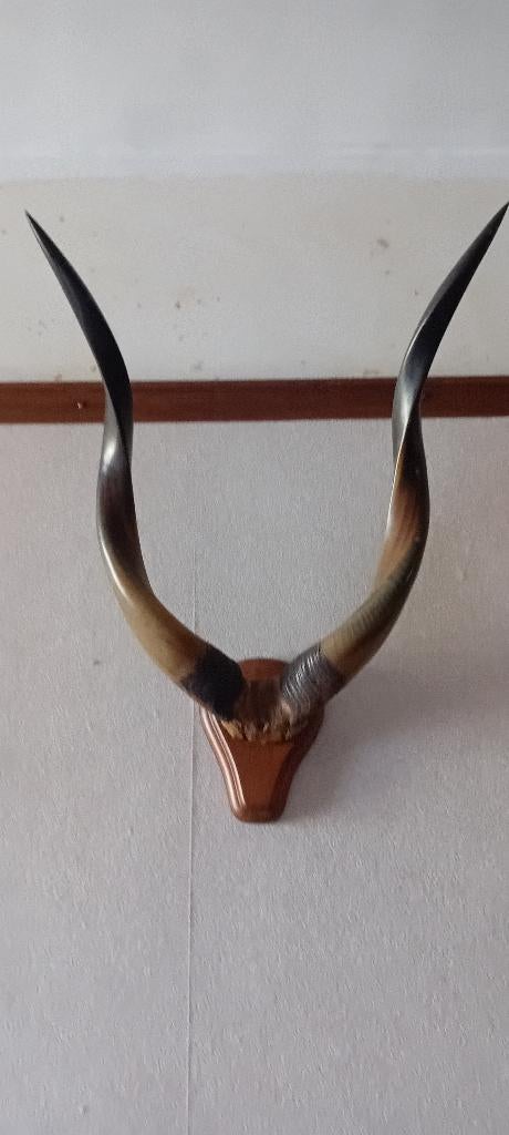 Corne d'antilope d'Afrique sur socle en bois, Enlèvement, Utilisé, Animal sauvage, Crâne