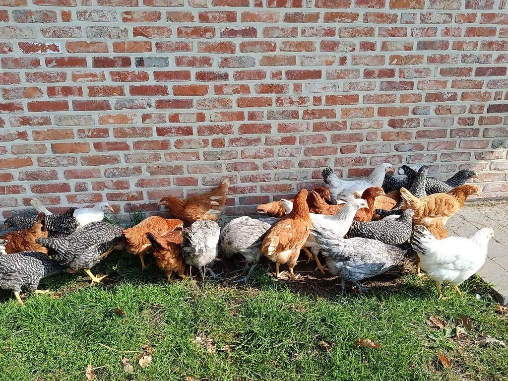 jonge legkippen in alle kleuren, Dieren en Toebehoren, Pluimvee, Kip