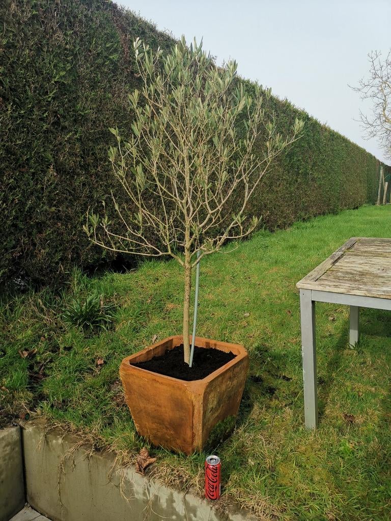 Olijfboom, Ophalen, Olijfboom