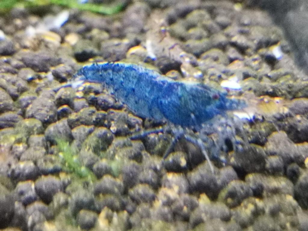 Aura Blue (crevettes caridina)