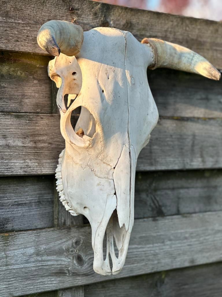 Schedel koe met tanden, Ophalen