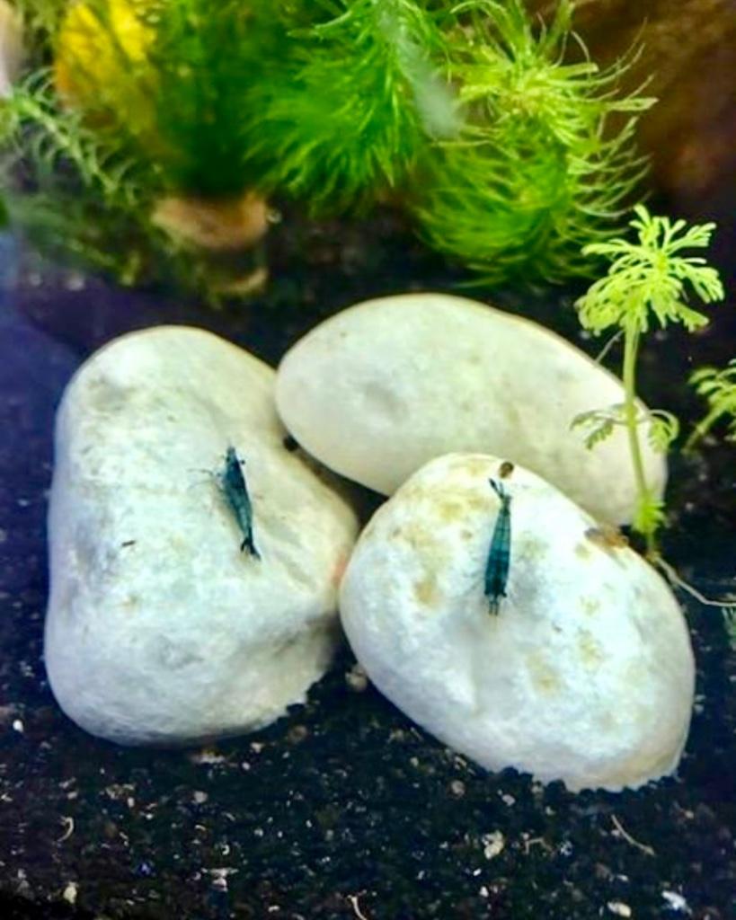 Jonge blauwe Blue Dream garnalen, Homard, Crabe ou Crevette