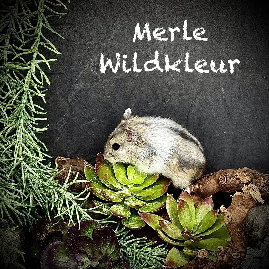 Prachtige allerschattigste troetelhamstertjes (4-8 weken), Dieren en Toebehoren, Knaagdieren, Hamster, December, Meerdere dieren