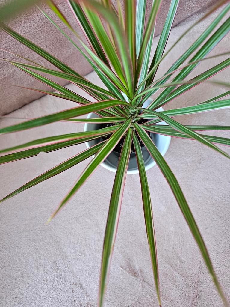 Plante dracena(vendue sans le cache pot), Enlèvement ou Envoi
