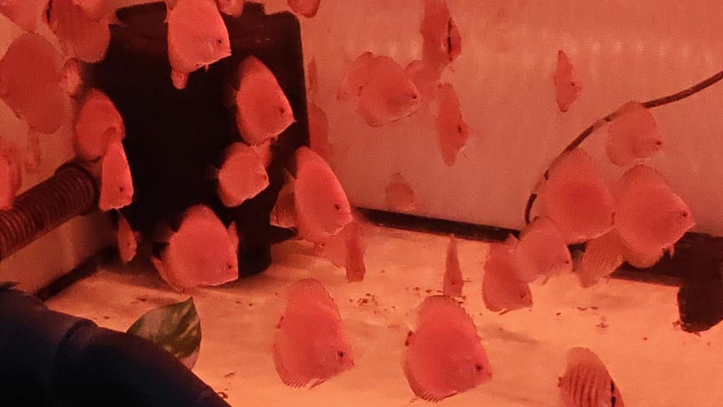 Jonge gekweekte discusvissen Averbode