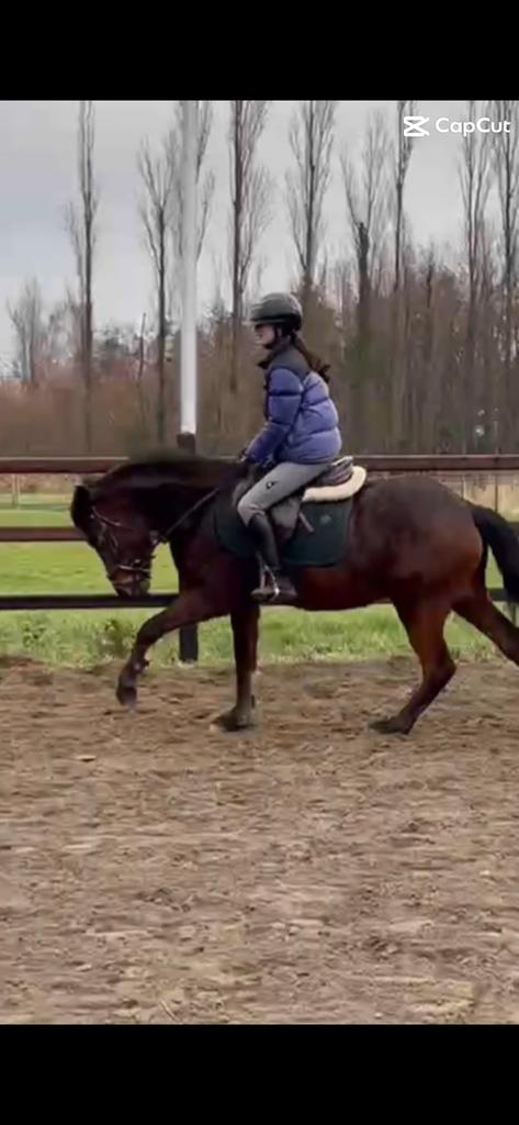 Halve stal/bijrijderaangeboden omgeving sint katelijne waver