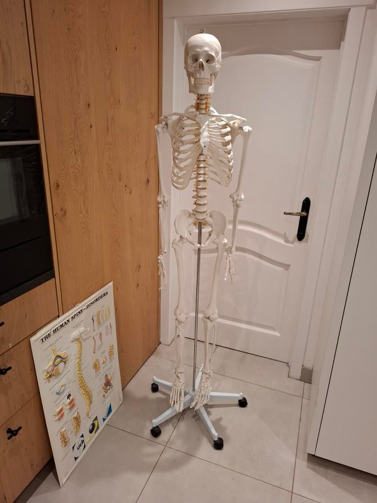 Studiemateriaal menselijk lichaam geraamte op wieltjes, Ophalen