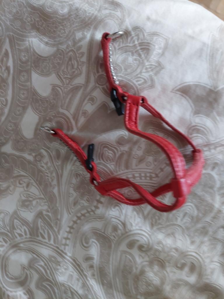 Harnas voor kleine kittens, Ophalen of Verzenden, Nieuw