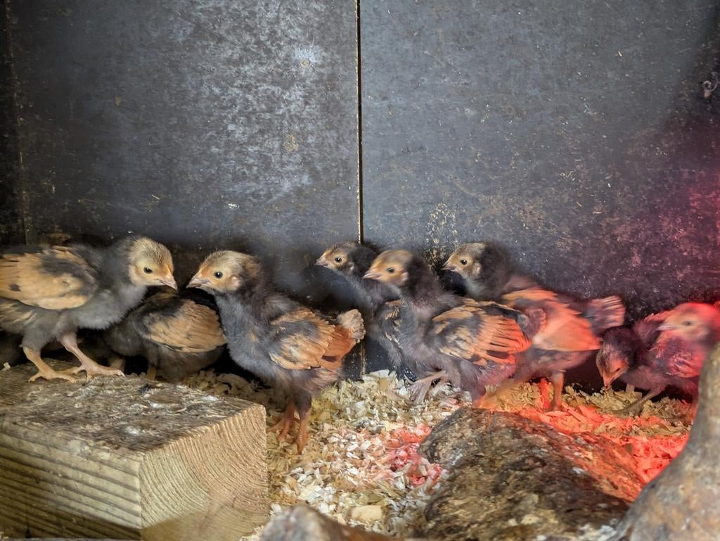 Lot vorwerk kuikens, Dieren en Toebehoren, Pluimvee