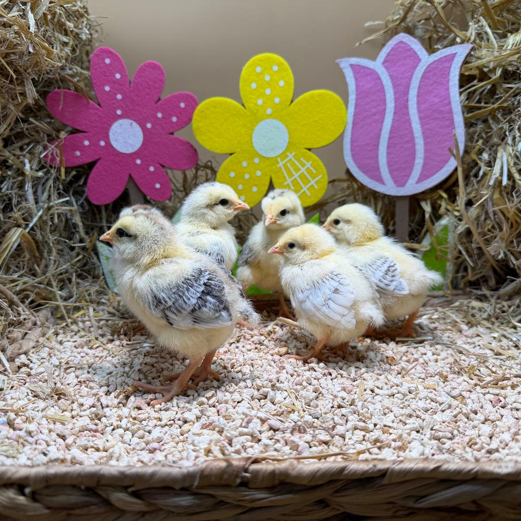 Jonge tamme Sussex kuikens gesekst & ingeënt, Dieren en Toebehoren