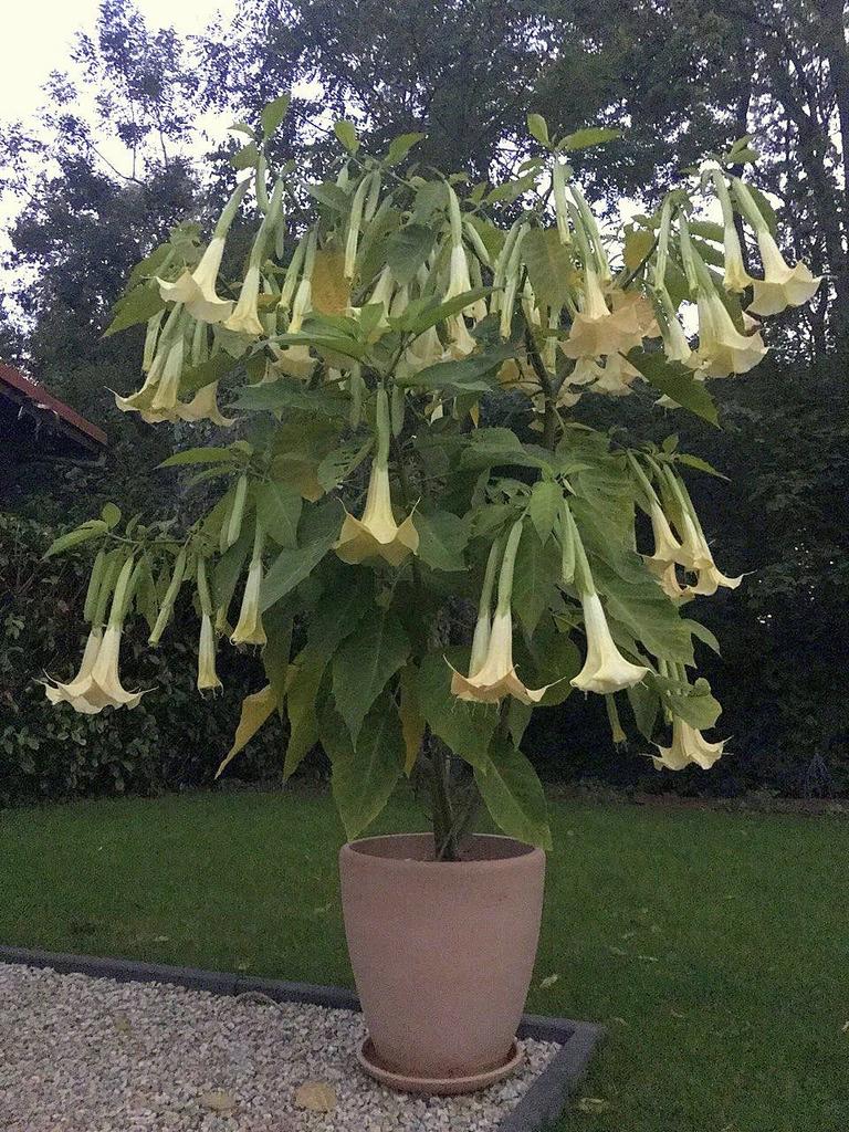 Engelentrompet / Brugmansia stekken 30-60cm, Enlèvement