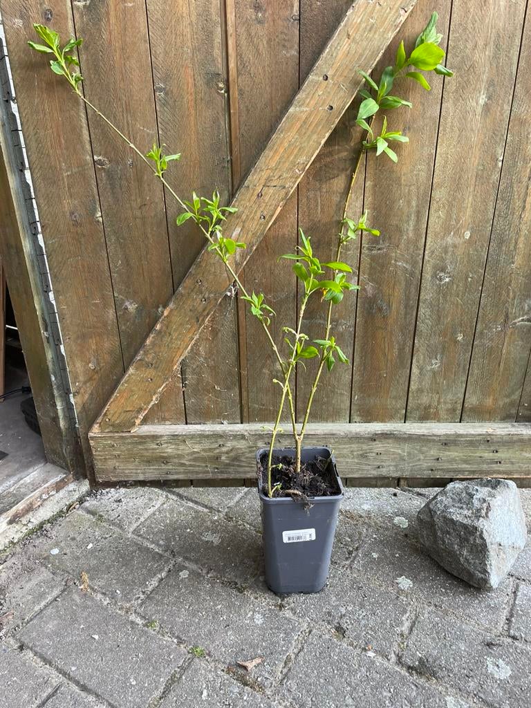 Stek van Forsythia 40 cm hoog, Jardin & Terrasse, Enlèvement, Arbuste, Moins de 100 cm