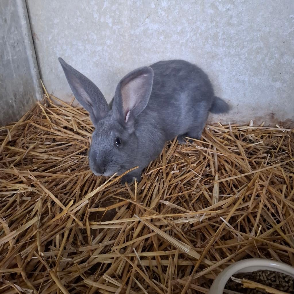 lapin, Animaux & Accessoires, Enlèvement