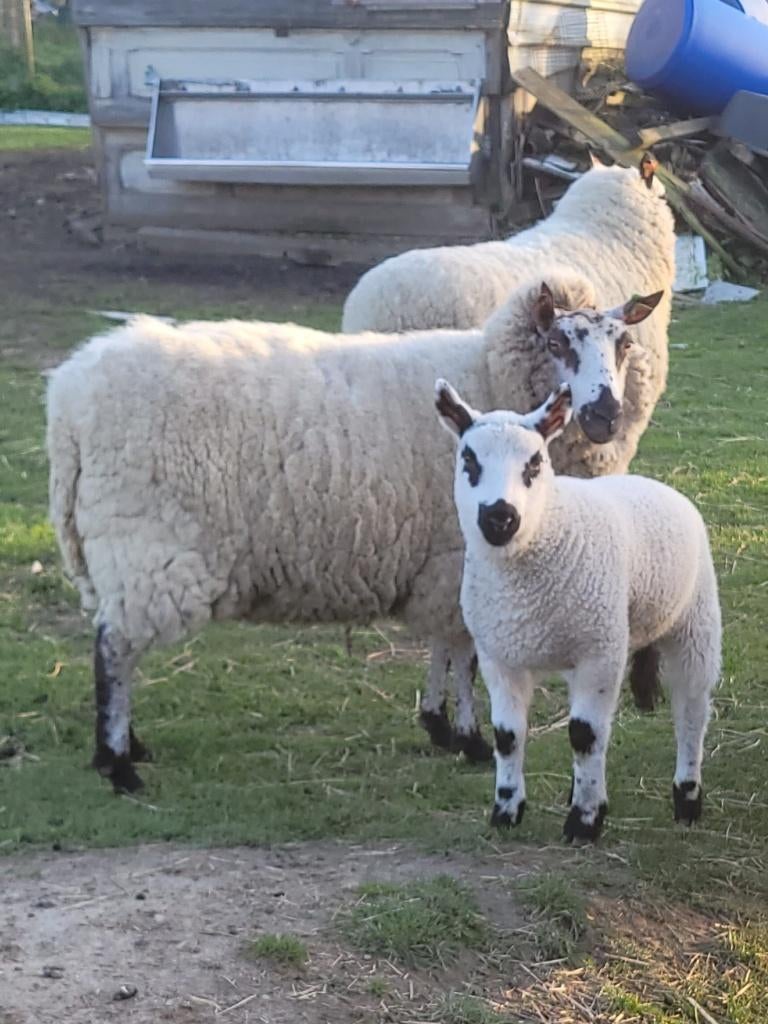 lammetjes Kerry Hill te koop, Dieren en Toebehoren