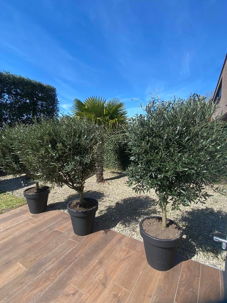 Olijfbomen inclusief bloempot, Tuin en Terras, Planten | Bomen, Ophalen, In pot