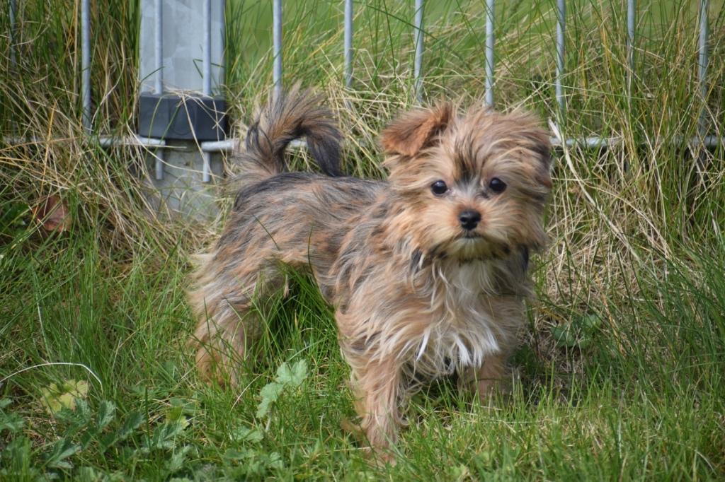 Yorkshire terrier pups verschillende kleuren, Dieren en Toebehoren, Yorkshire Terriër, 15 weken tot 1 jaar, Buitenland, Parvo