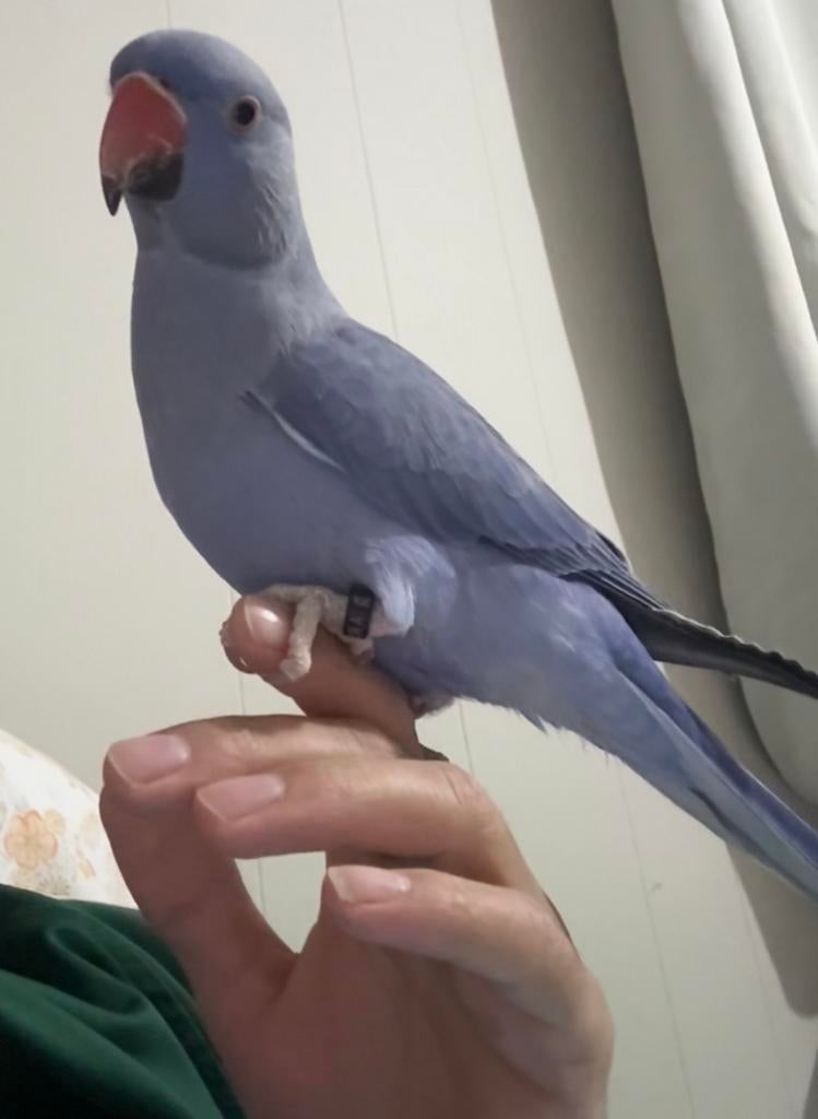 halsbandparkiet, Animaux & Accessoires, Sexe inconnu, Domestique