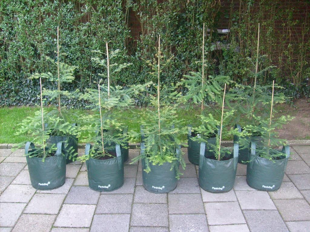 Coast Redwood bomen: hoogste boom ter wereld!, Halfschaduw, Overige soorten, 100 tot 250 cm, Ophalen