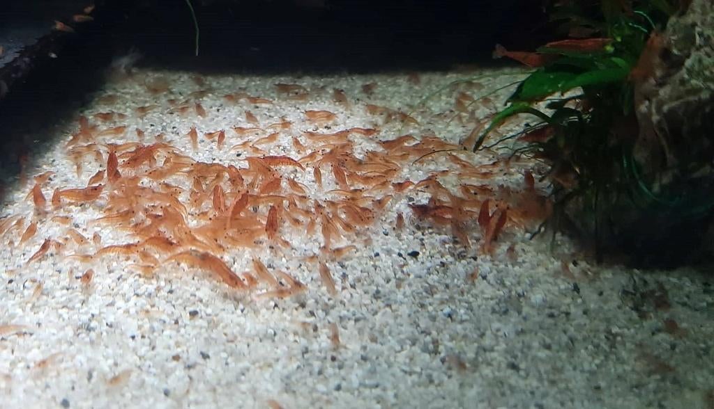 Vuurgarnalen, Dieren en Toebehoren, Vissen | Aquariumvissen, Kreeft, Krab of Garnaal, Zoetwatervis, Schoolvis