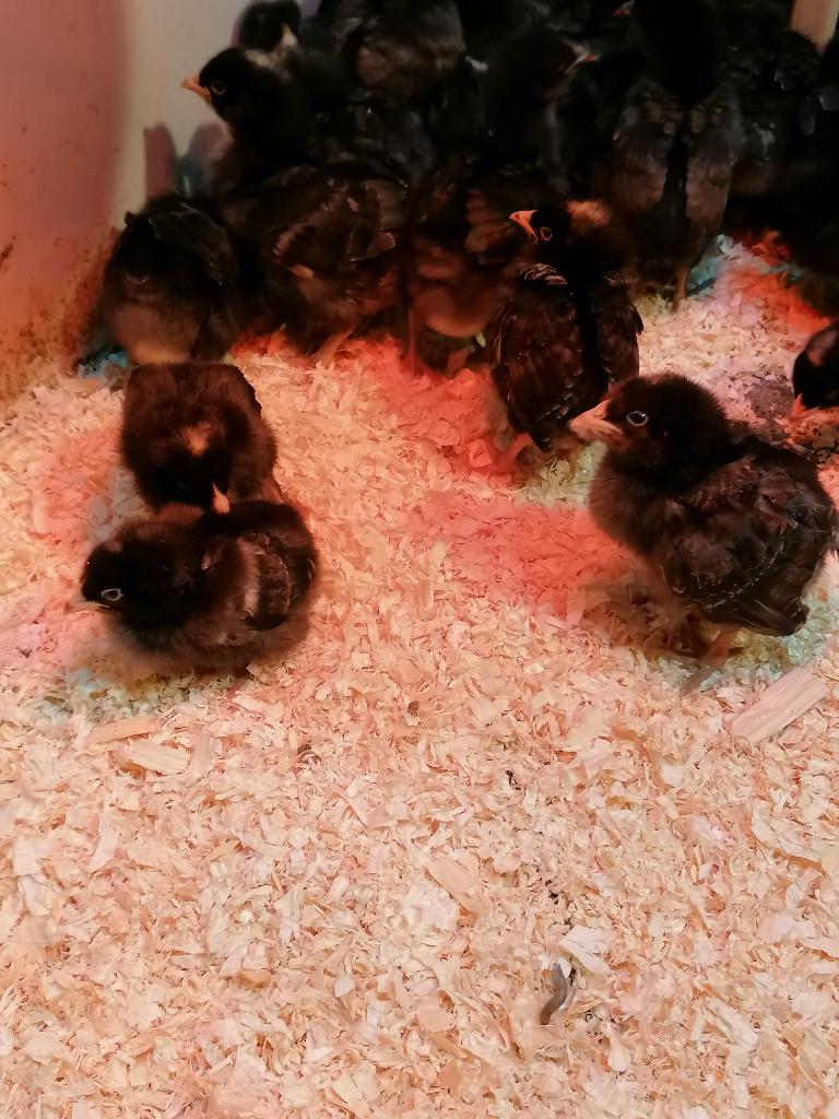 dernier poussins avant le 5 mai - Coucoo de Malines & kabir, Animaux & Accessoires, Sexe inconnu, Poule ou poulet