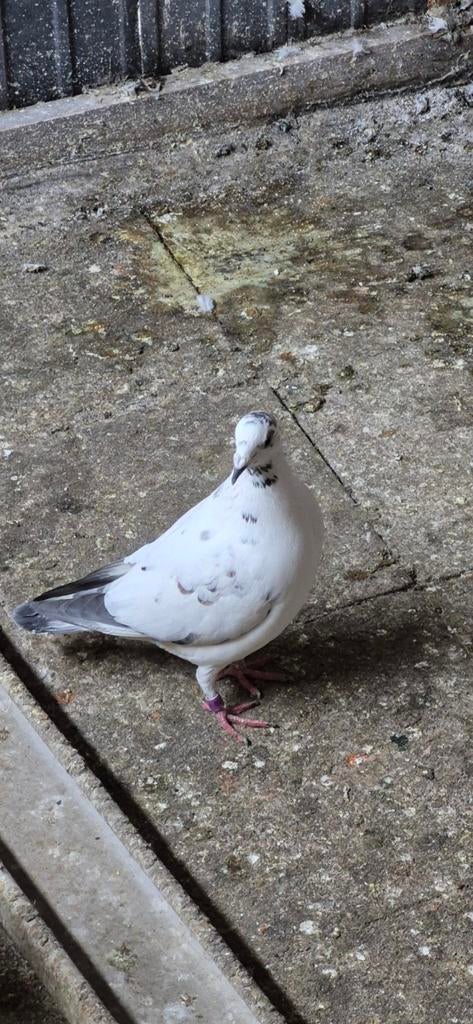 Duiven te koop, Dieren en Toebehoren