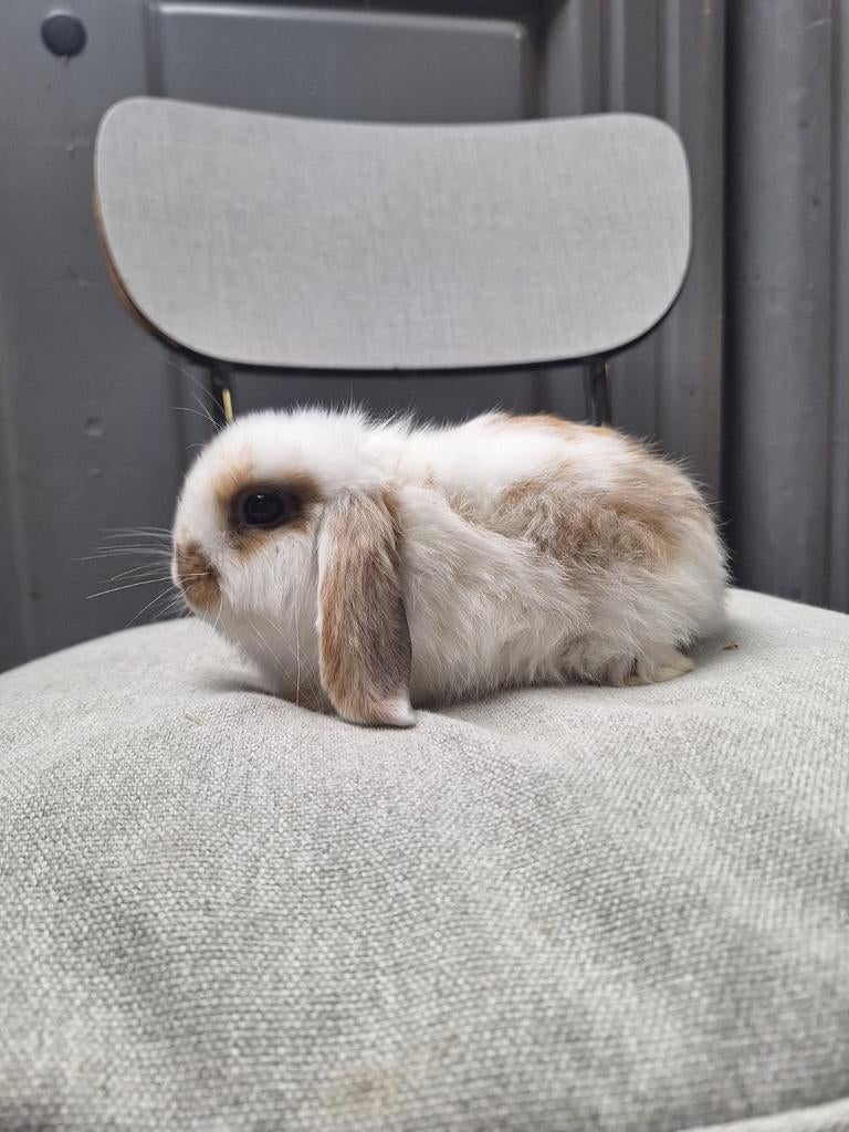 Nederlandse hangoordwergen beschikbaar, Dieren en Toebehoren, Meerdere dieren, Dwerg, Hangoor, 0 tot 2 jaar