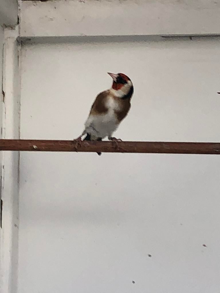 Grote distelvink man, Mâle, Oiseau chanteur sauvage, Bagué