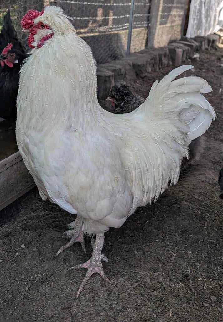 zijdehoen, Dieren en Toebehoren