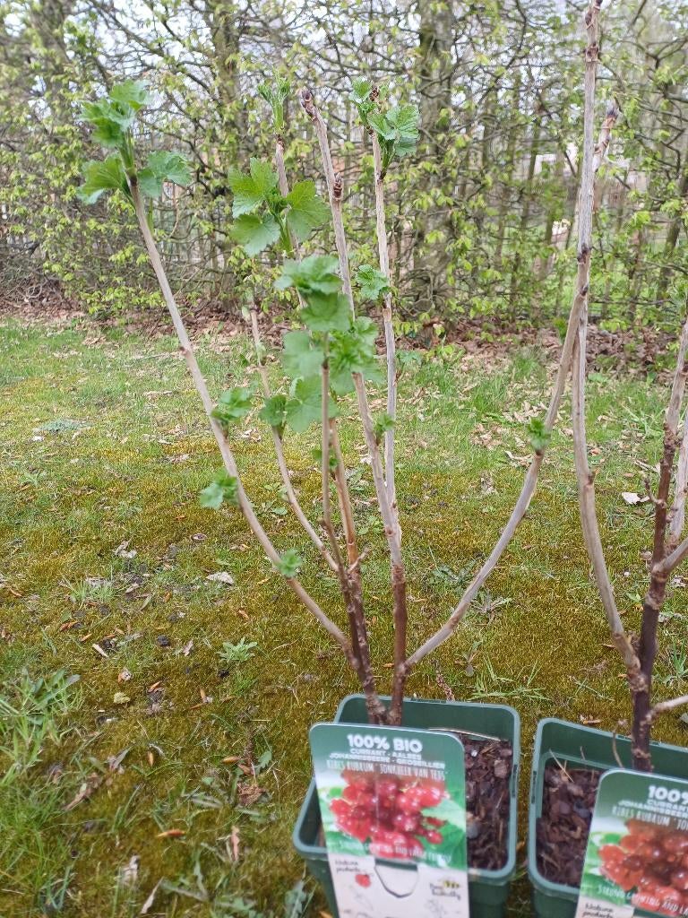 1 rode aalbes, Tuin en Terras, Planten | Fruitbomen, Ophalen, In pot