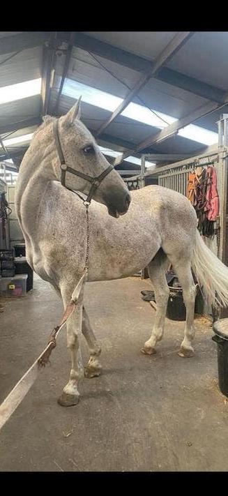 15-jarige KWPN (Campbell VDL x Karlstad), 175 cm ou plus, 11 ans ou plus, Hongre, M