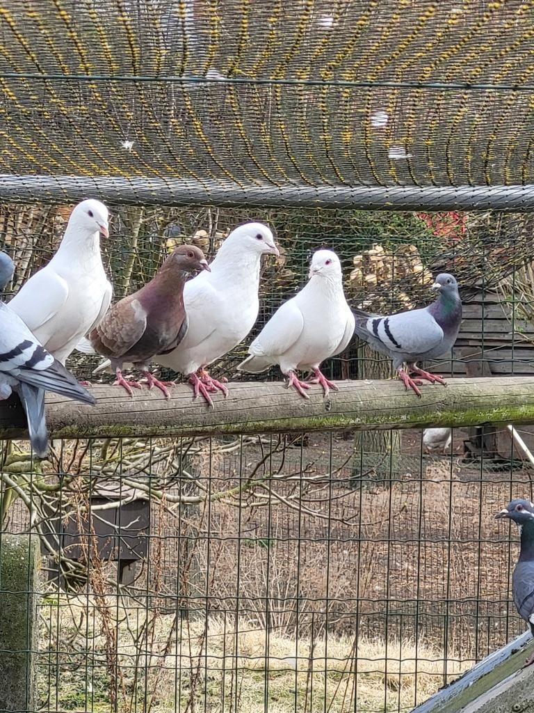 Veel jonge duiven tekoop, Meerdere dieren, Overige soorten