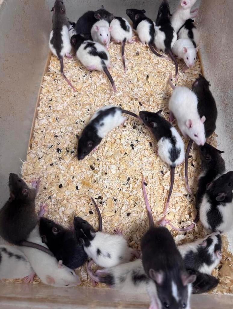 Voederratjes zowel levend als diepvries, Dieren en Toebehoren, Knaagdieren, Februari, Meerdere dieren, Rat