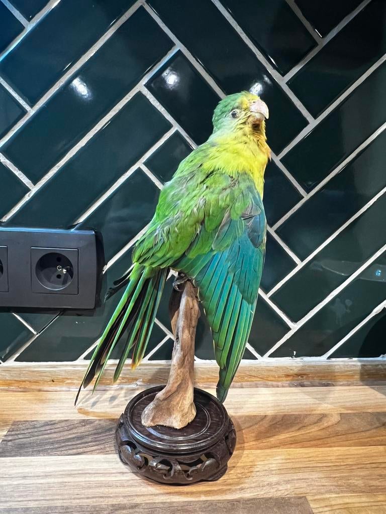 Nieuwe opgezette rosella parkiet, Dieren en Toebehoren, Vogels | Parkieten en Papegaaien, Parkiet