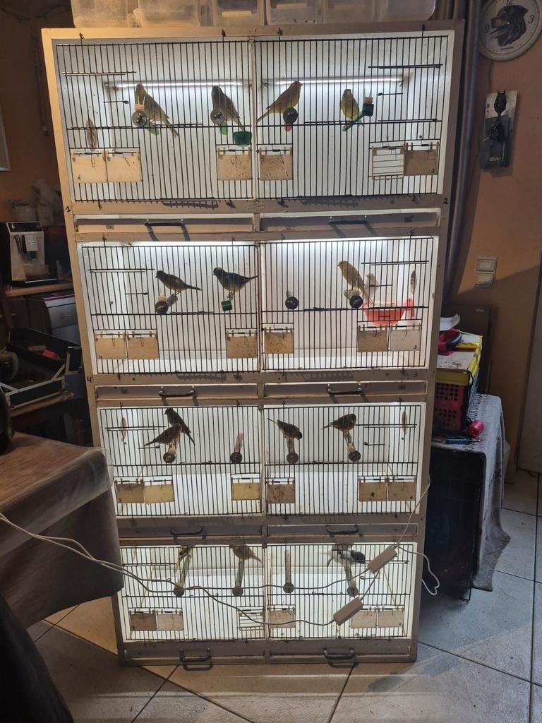 Kweekkooien, Dieren en Toebehoren, Vogels | Hokken en Kooien, Ophalen