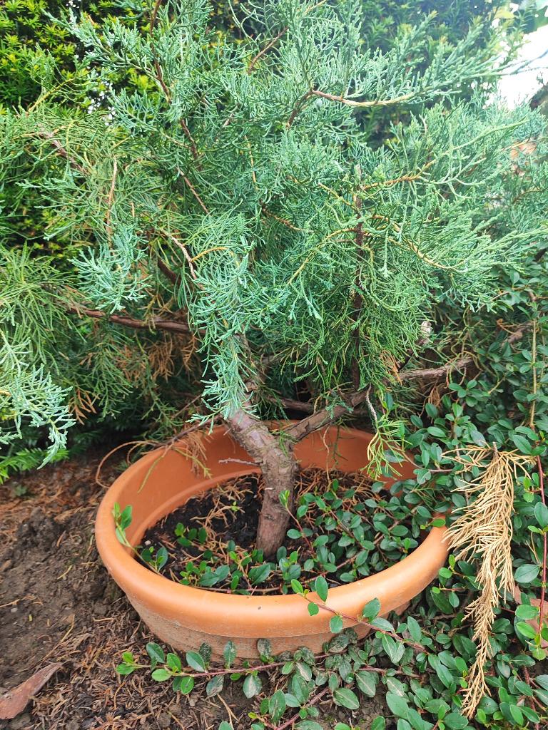 startplant bonsai juniperus excelsa (blauw), Tuin en Terras, Bloeit niet, Halfschaduw, Overige soorten, Minder dan 100 cm