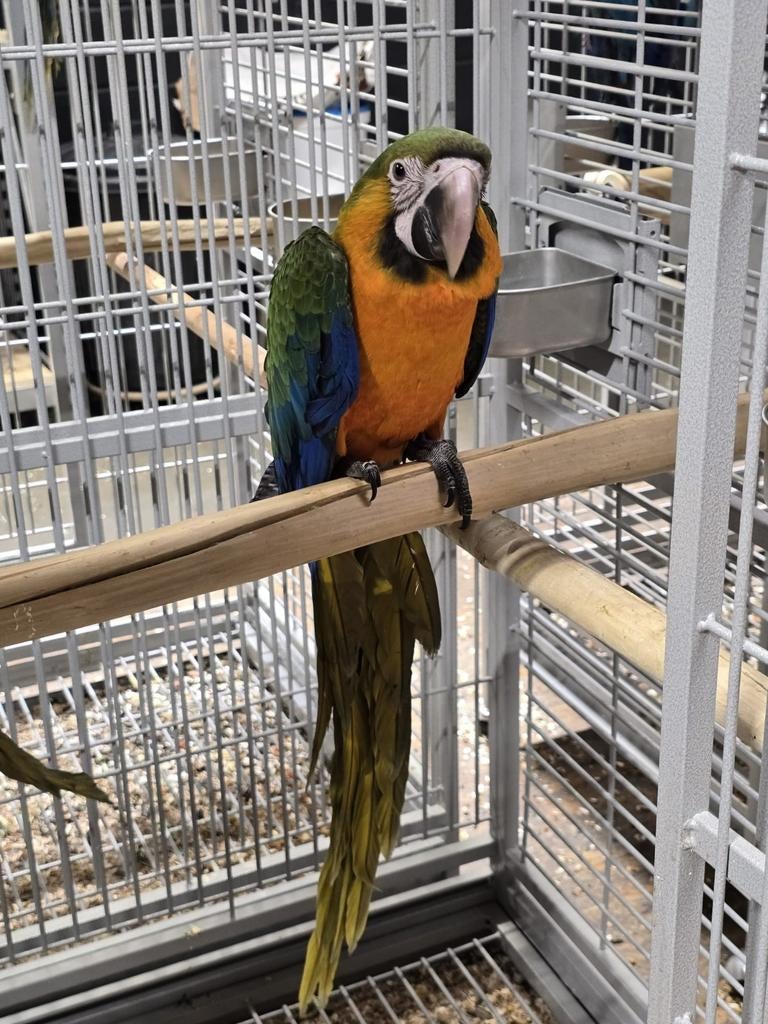 Jonge tamme Catalina Ara's met DNA en getest op alle ziektes, Dieren en Toebehoren, Vogels | Parkieten en Papegaaien, Papegaai