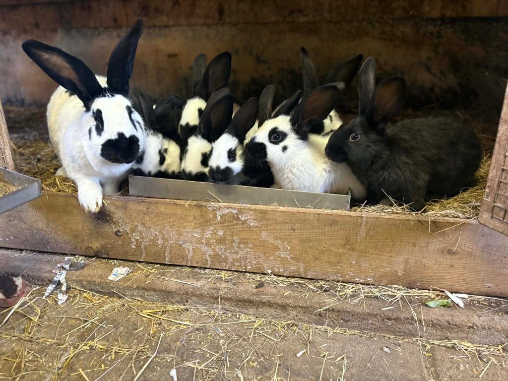 Mooie raszuivere Groot Lotharingers (reuze vlinders), Plusieurs animaux, Grand, 0 à 2 ans