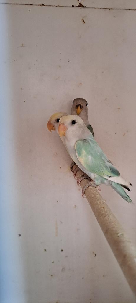 Dwergpapegaai Agapornis, Plusieurs animaux, Perroquet nain ou Inséparable, Bagué