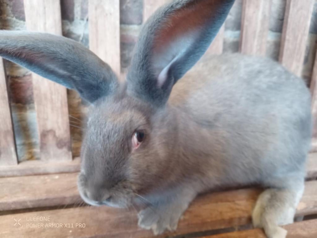 Blauw van ham, Dieren en Toebehoren, Konijnen