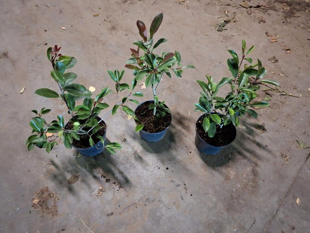 ‼️Photinia red robin aan promoprijzen ‼️, Jardin & Terrasse, Plantes | Jardin, Enlèvement