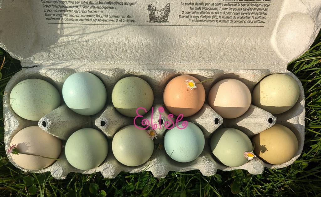 Broedeieren olijfleggers kleurleggers kippen easter eggers, Poule ou poulet