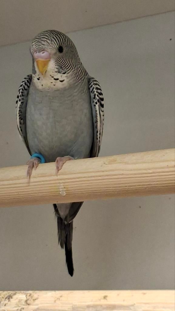 Grijze dubbel split man, Animaux & Accessoires