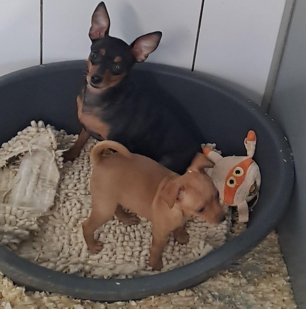 Dwergpinscher (met stamboom geteste ouders), Parvo, België, Overige rassen, 8 tot 15 weken