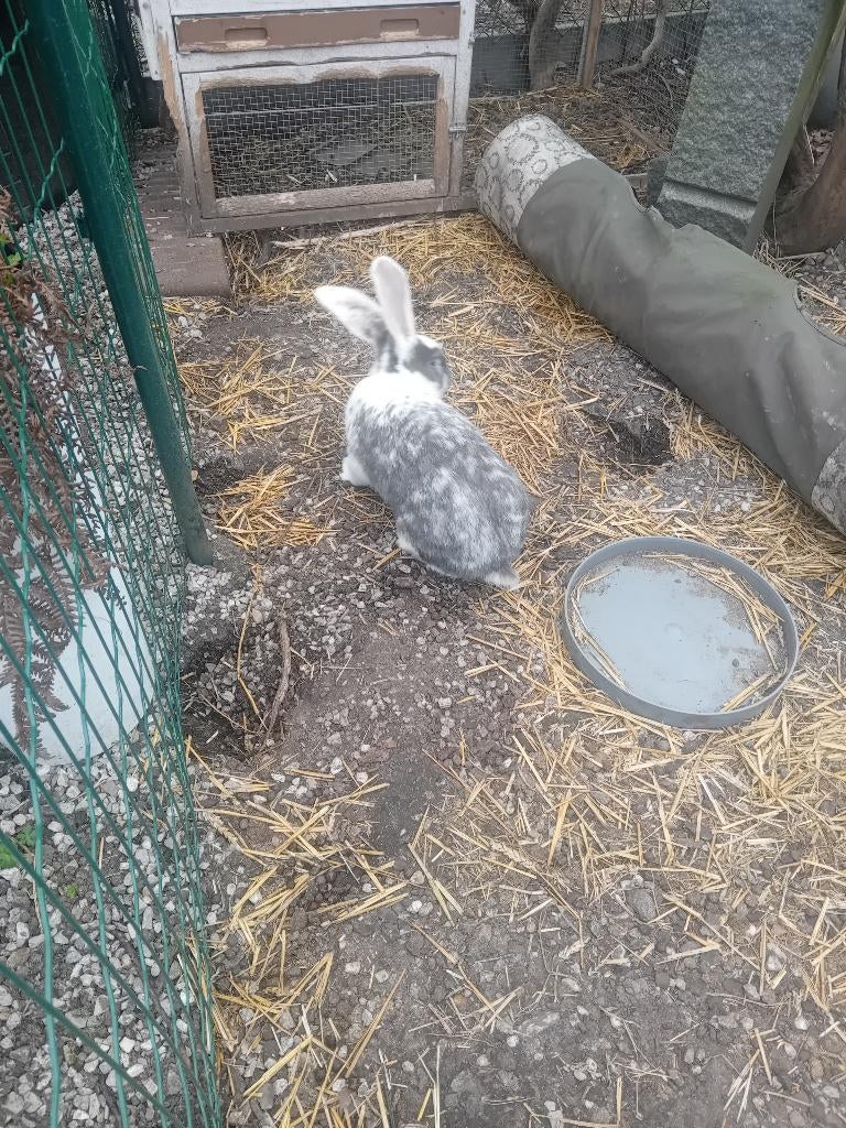 Duitse reus voedster, Dieren en Toebehoren, Konijnen, Vrouwelijk, Groot, 0 tot 2 jaar