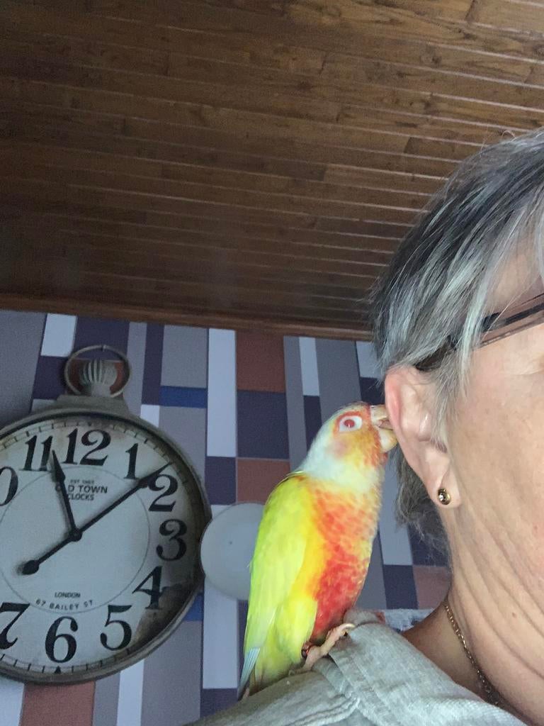 Lutino pyrhurra, Dieren en Toebehoren, Mannelijk, Parkiet, Geringd