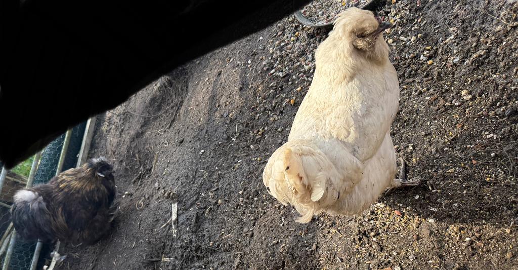 zijdehoen koppel, Dieren en Toebehoren, Pluimvee