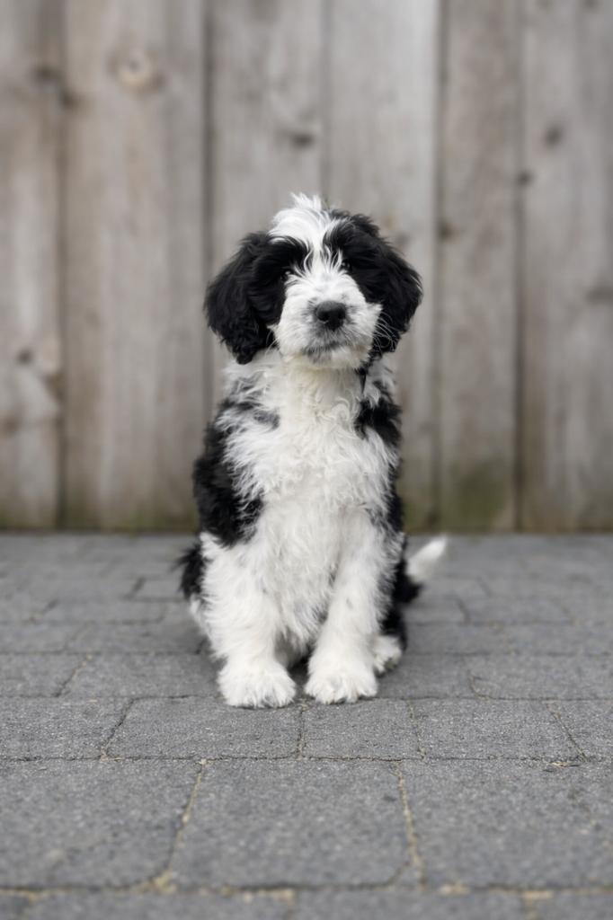 Knappe Aussiedoodle pups (Australische herder x poedel), Parvo, België, 8 tot 15 weken, Meerdere